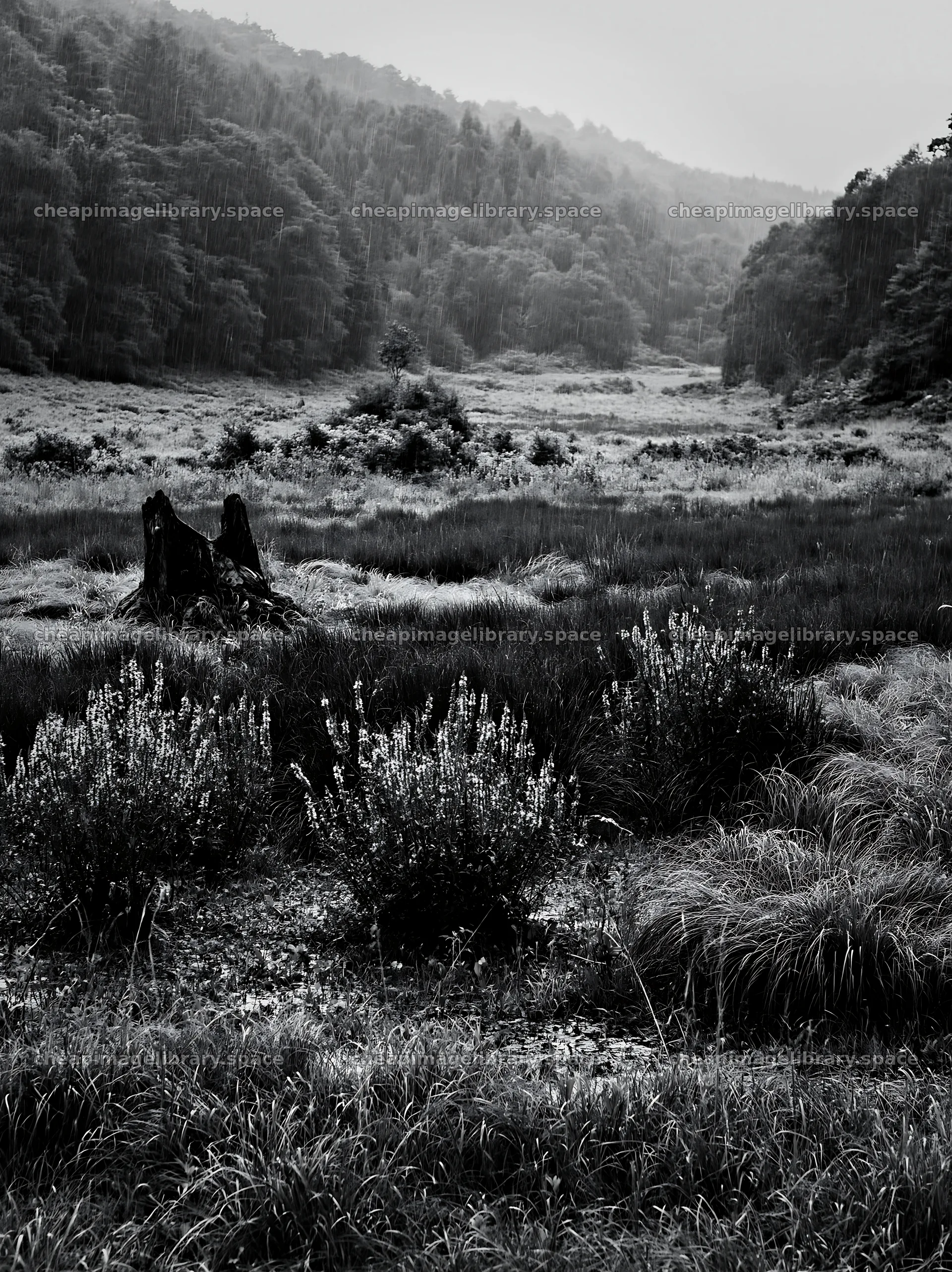 Fukushima native meadow with weathered stump – image library 6866x9174