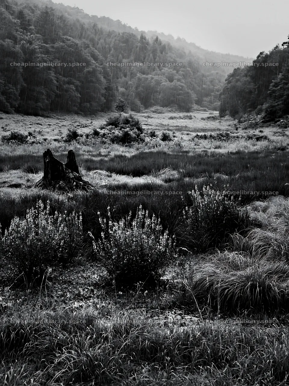 Fukushima native meadow with weathered stump – image library 6866x9174