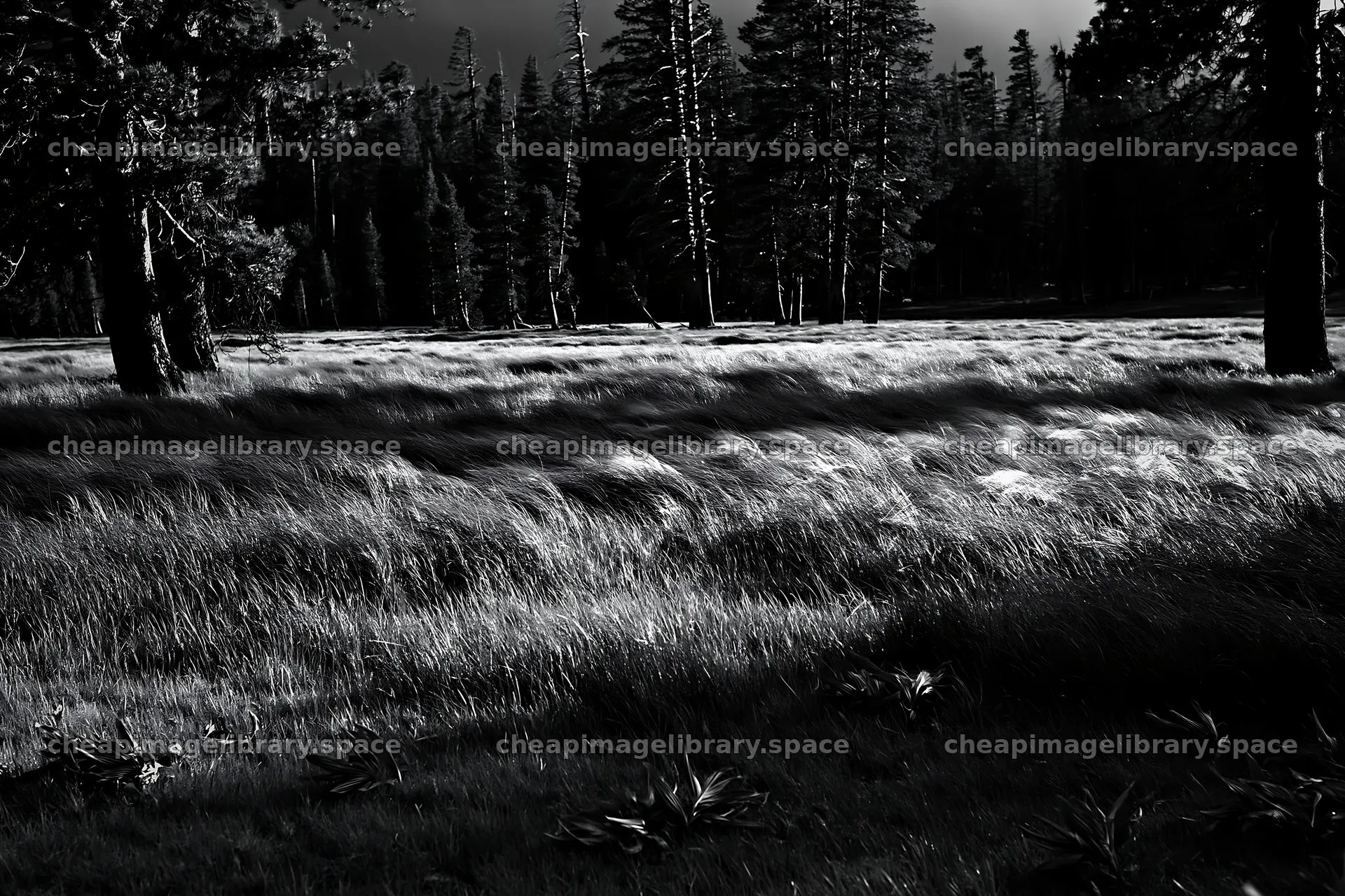 Pine forest meadow with tall grass under soft natural light – image library 9722x6480