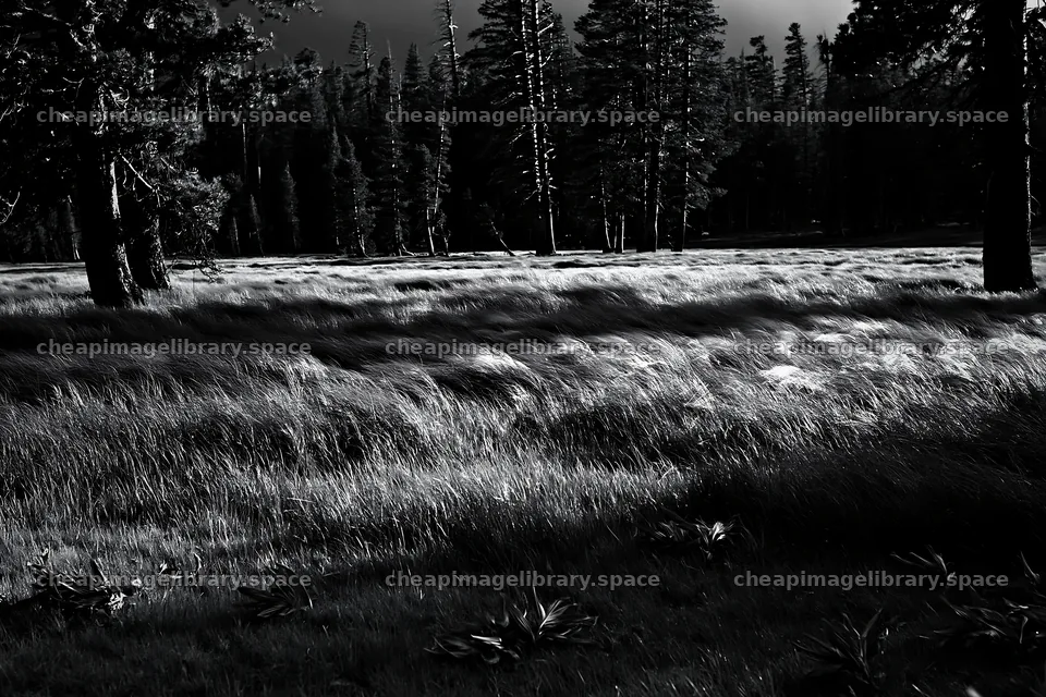 Pine forest meadow with tall grass under soft natural light – image library 9722x6480