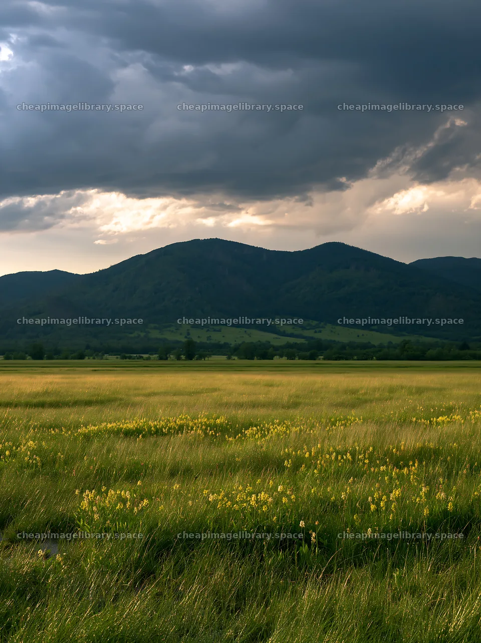 Wild orchid meadow in front of mountains under cloudy sky – image library 6866x9174