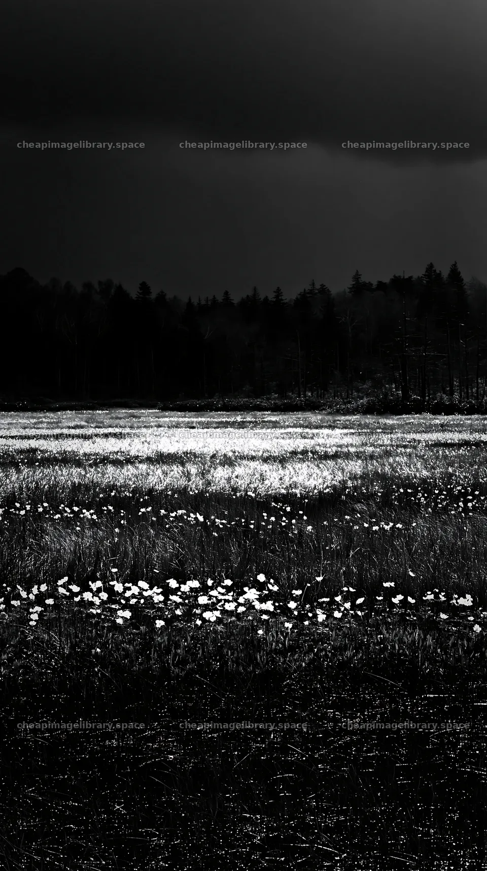Akita snowmelt meadow with silver grasses – image library 5938x10608