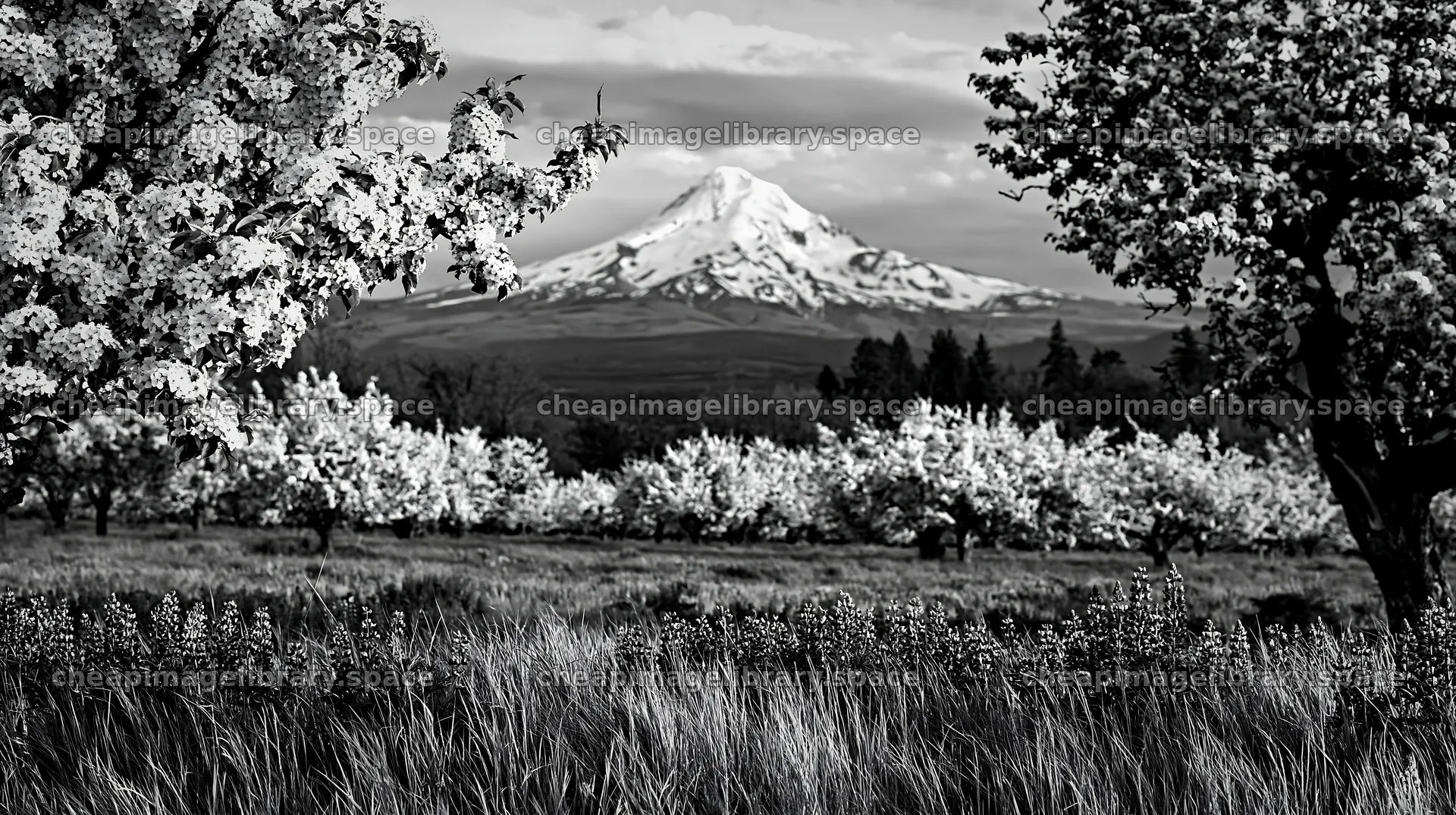 Spring orchard meadow with mountain in background – image library 10608x5938