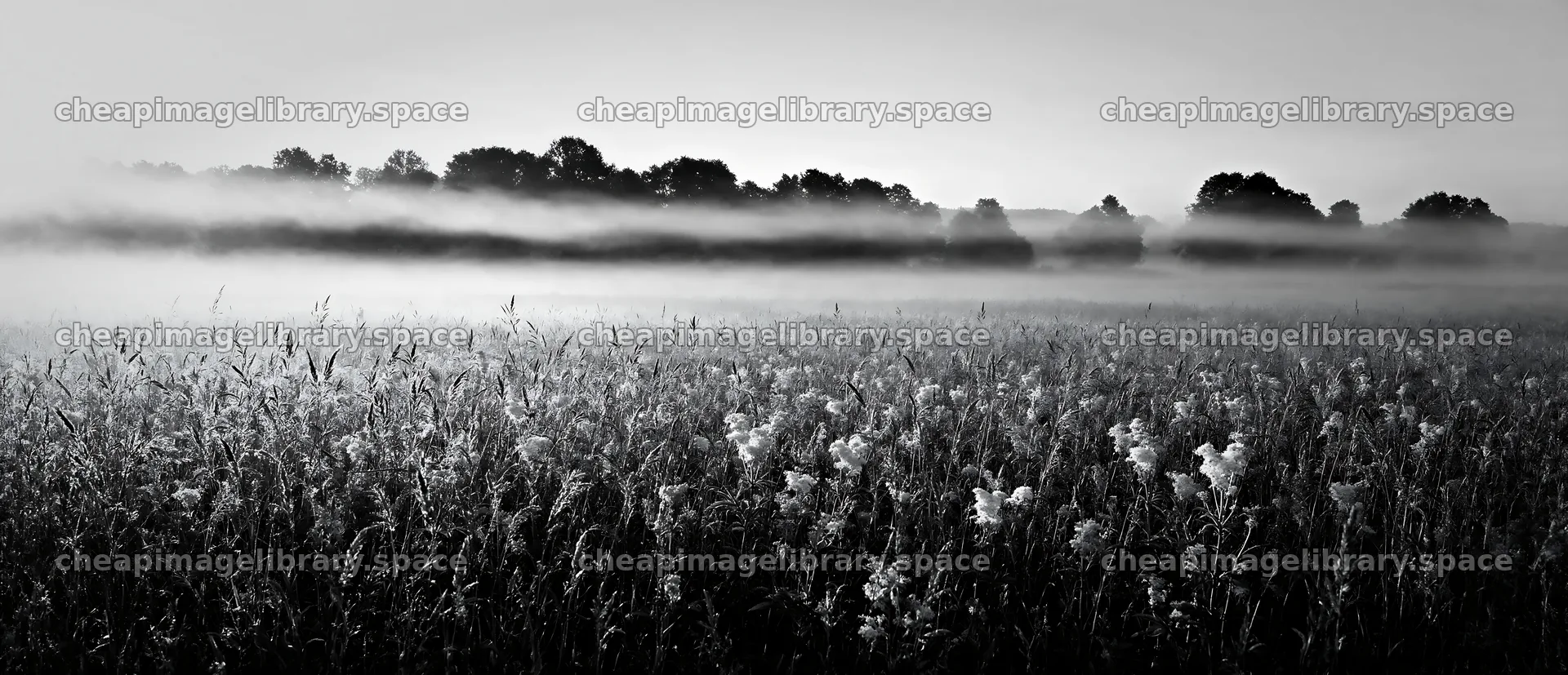Seedhead meadow with morning fog and distant trees – image library 12094x5210