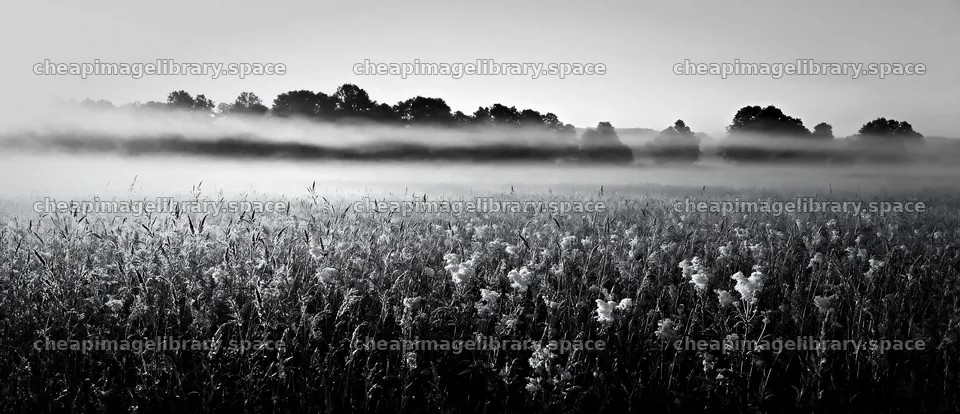 Seedhead meadow with morning fog and distant trees – image library 12094x5210