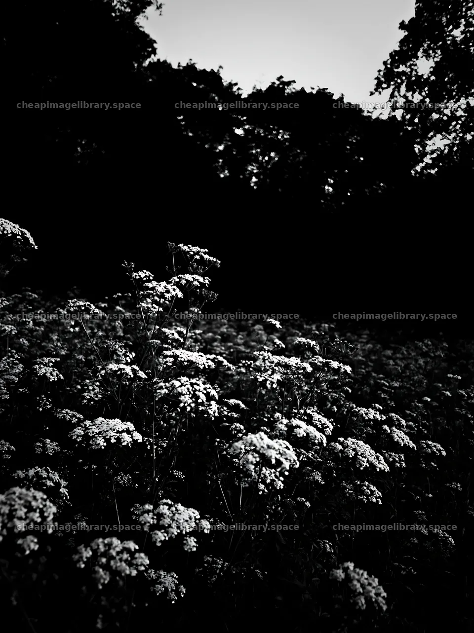 Cow parsley meadow in shadow near trees – image library 6866x9174