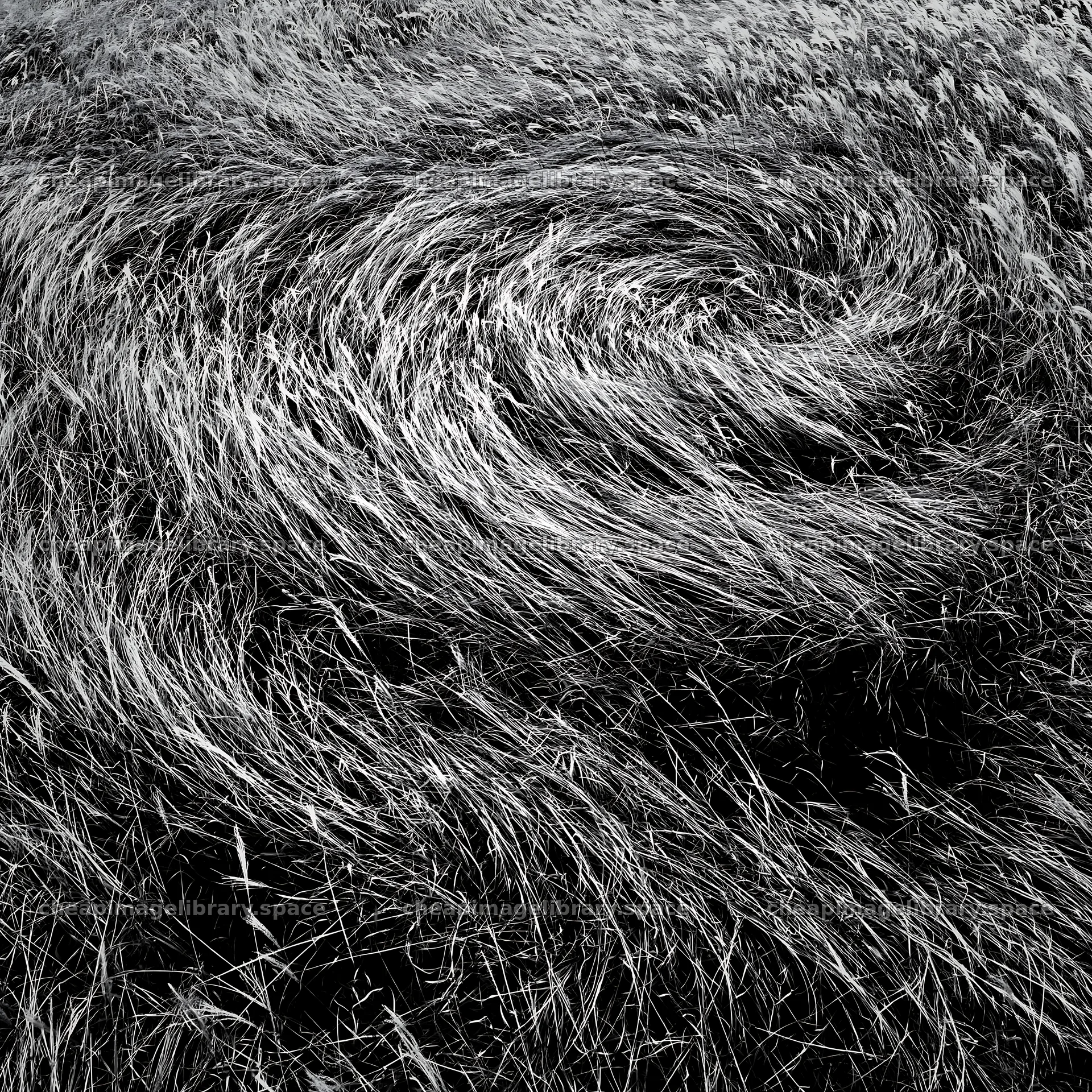 Hokkaido silver grass meadow seedheads in natural patterns – image library 7938x7938
