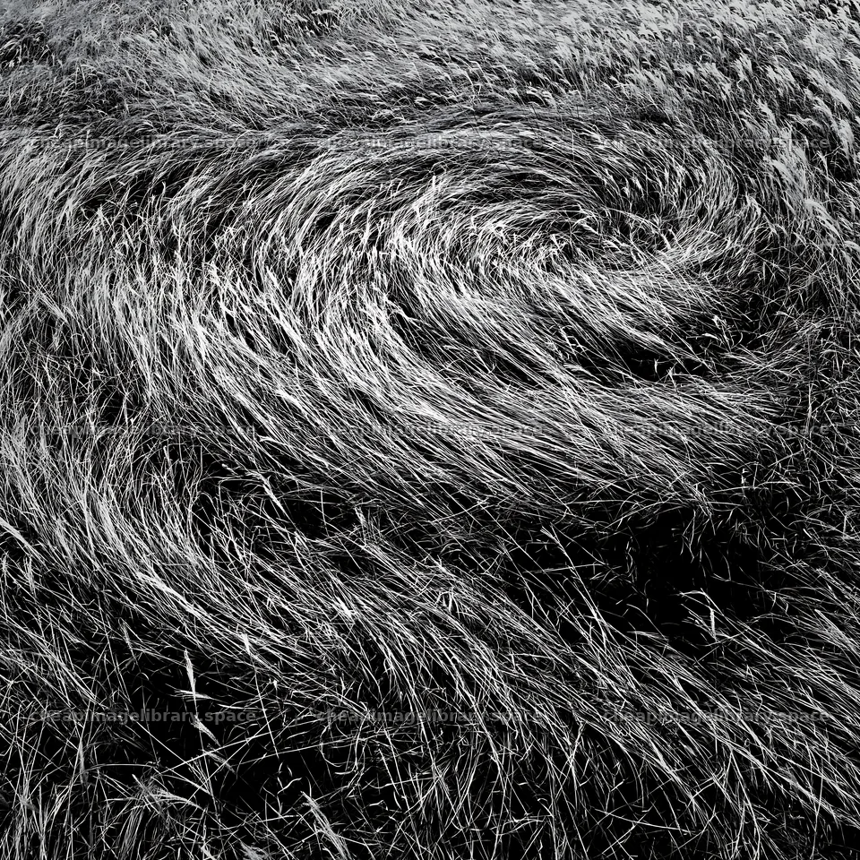 Hokkaido silver grass meadow seedheads in natural patterns – image library 7938x7938