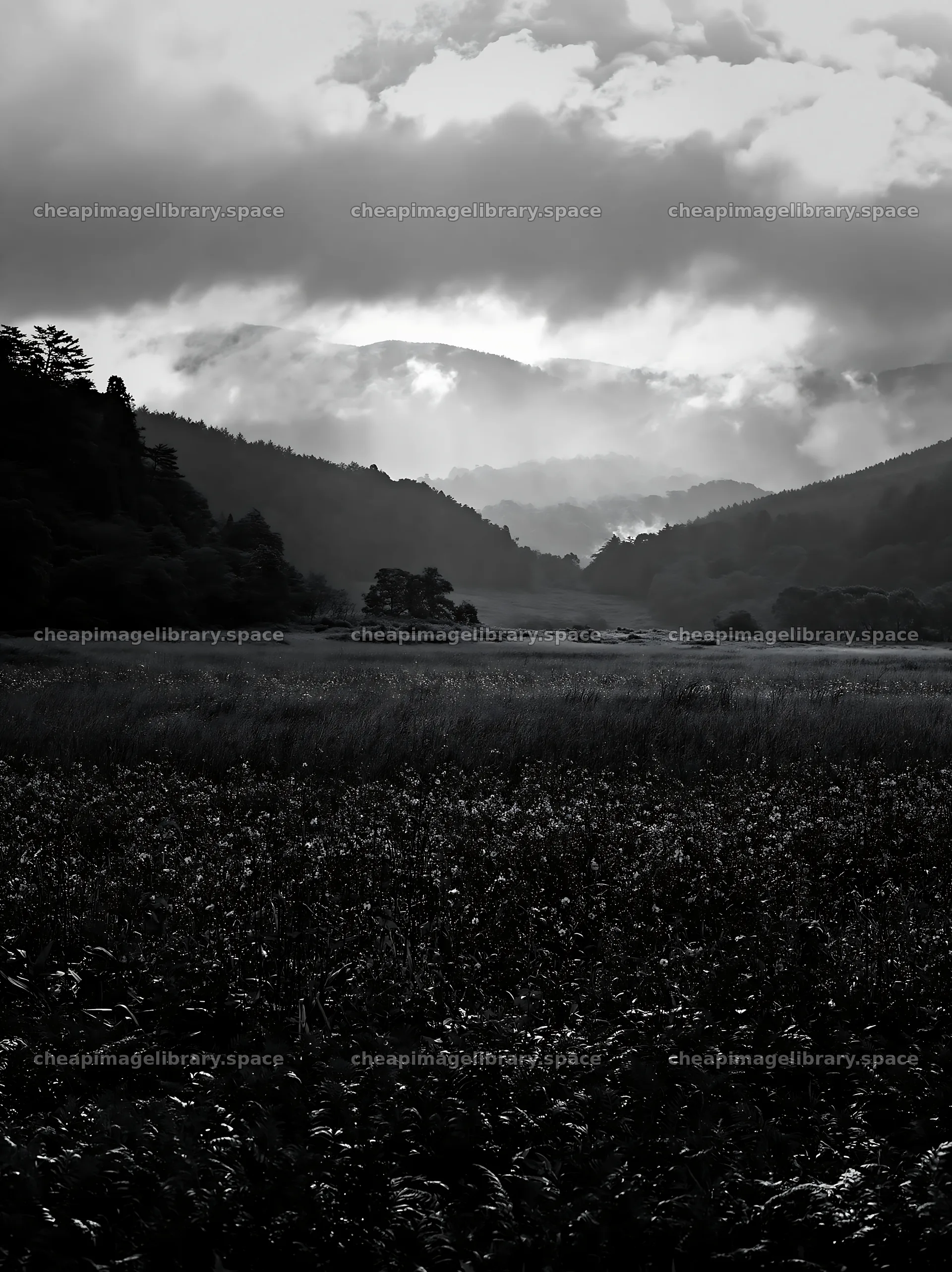Nara summer meadow with ferns in the foreground – image library 6866x9174