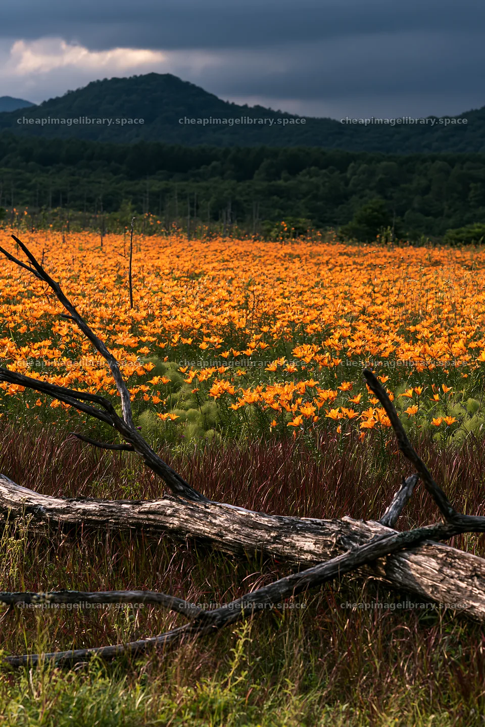 Yamagata rewilded meadow fallen branch in foreground – image library 6480x9722