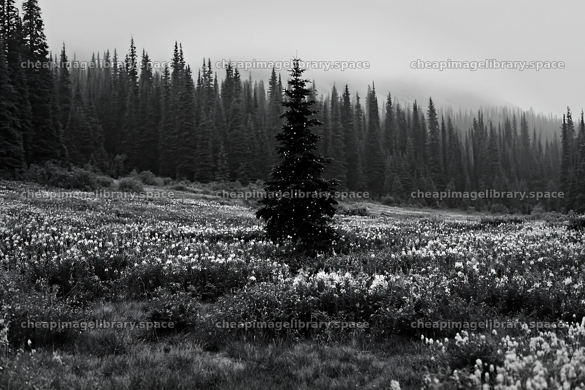 Christmas tree above stream in meadow – image library 9722x6480