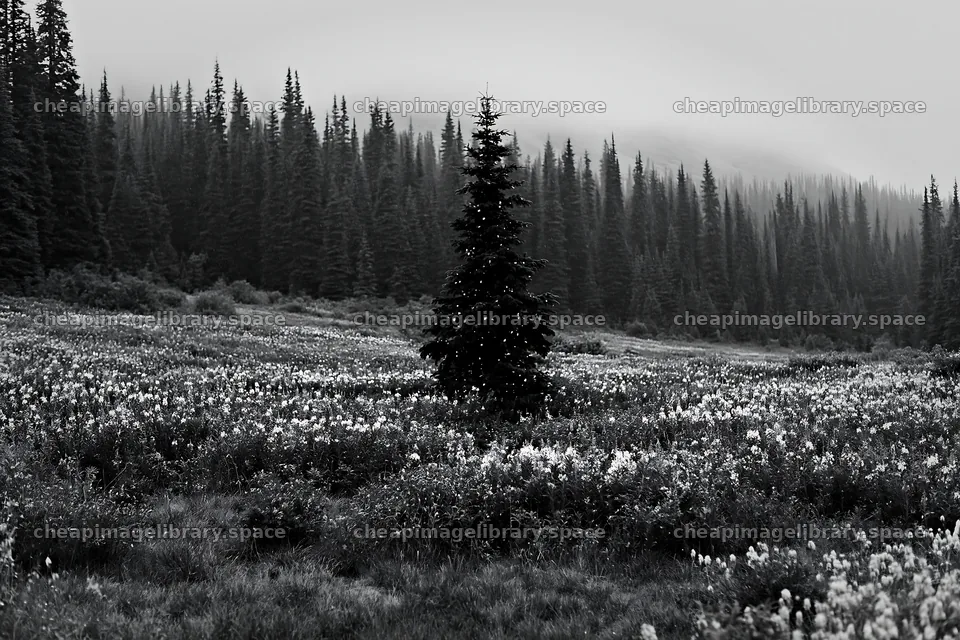 Christmas tree above stream in meadow – image library 9722x6480