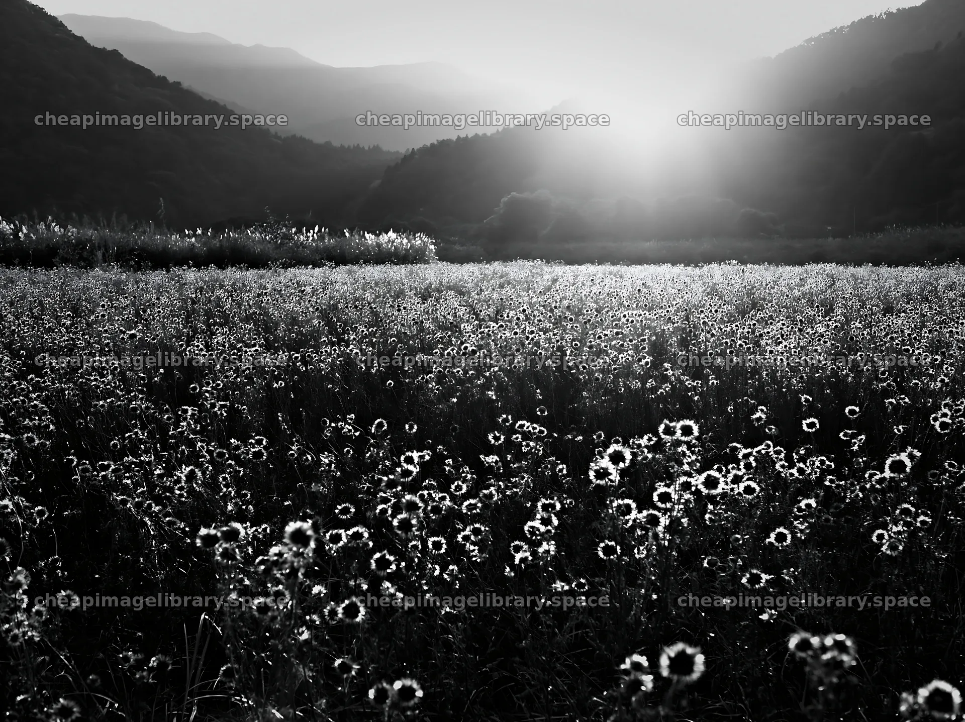 Restored meadow with autumn seedheads in Aichi – image library 9174x6866