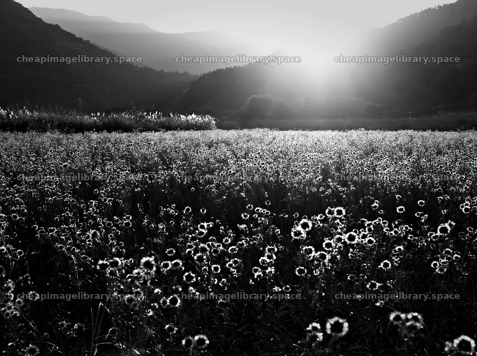 Restored meadow with autumn seedheads in Aichi – image library 9174x6866