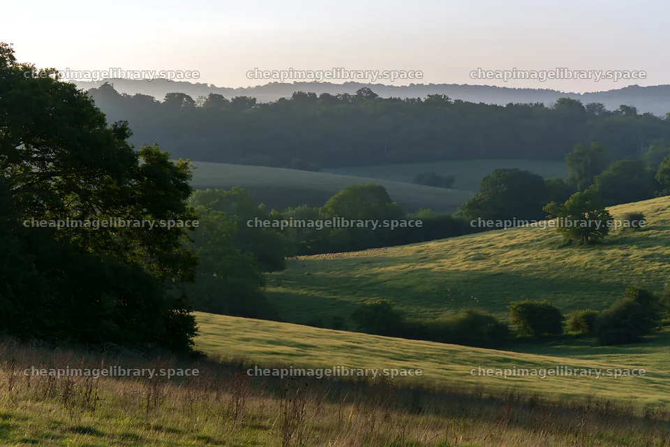 Sainfoin chicory meadow with rolling hills in morning light – image library 9722x6480