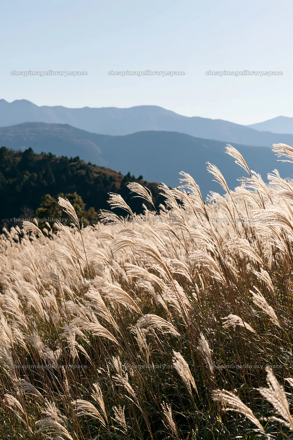 Meadow with tall grass and mountains in the background – image library 6480x9722