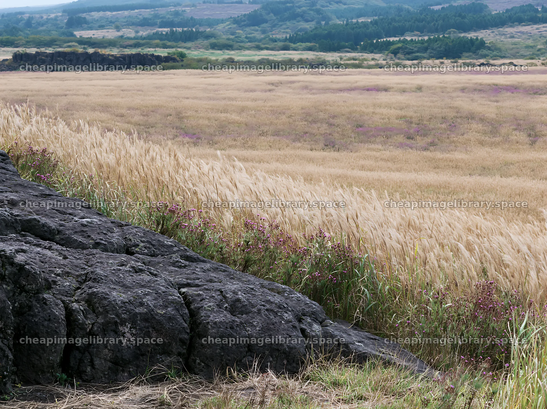 Kumamoto volcanic meadow dark rock foreground with grass field – image library 9174x6866