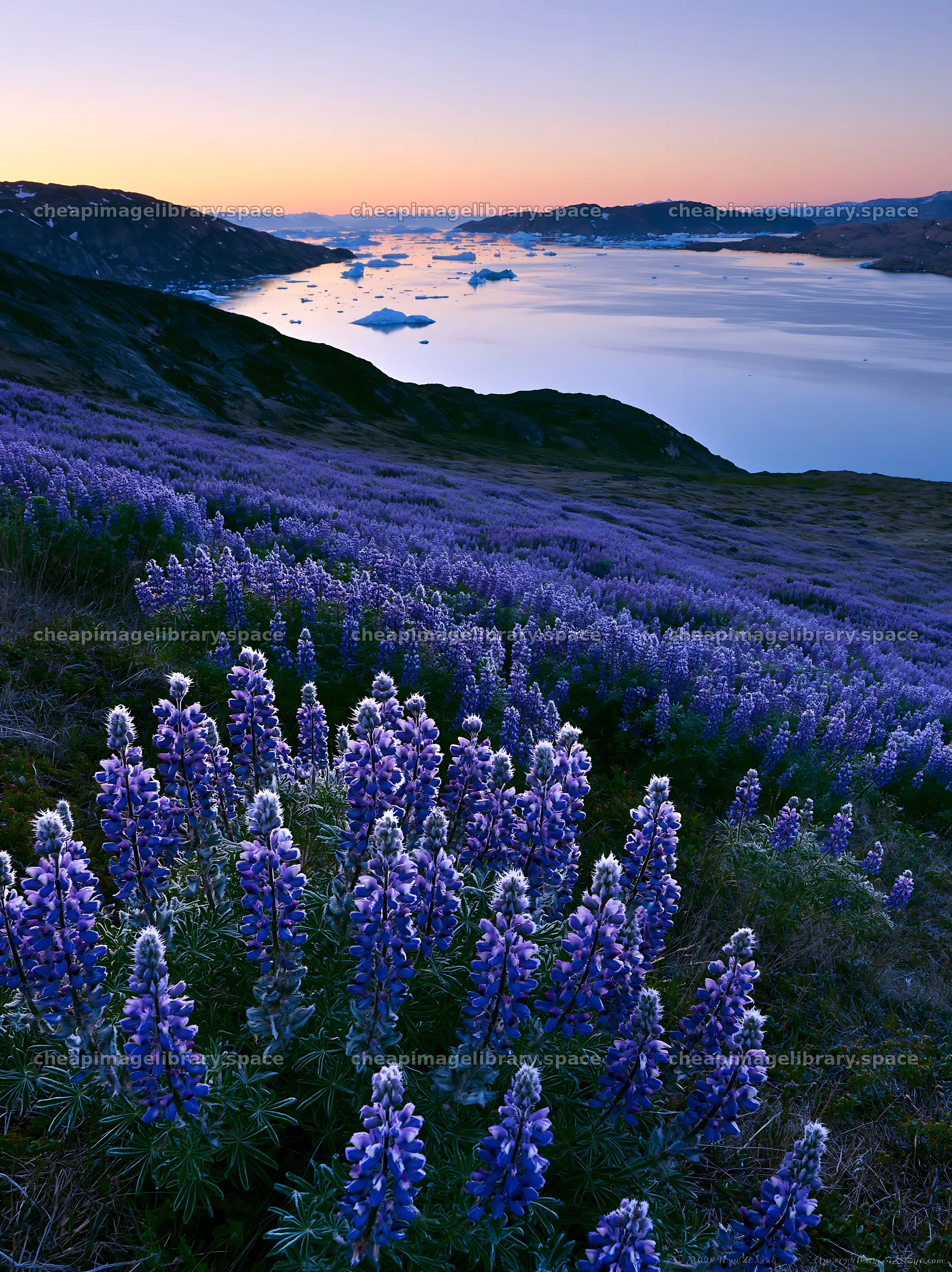 Lupin meadow foreground copy space in twilight hour – image library 6866x9174
