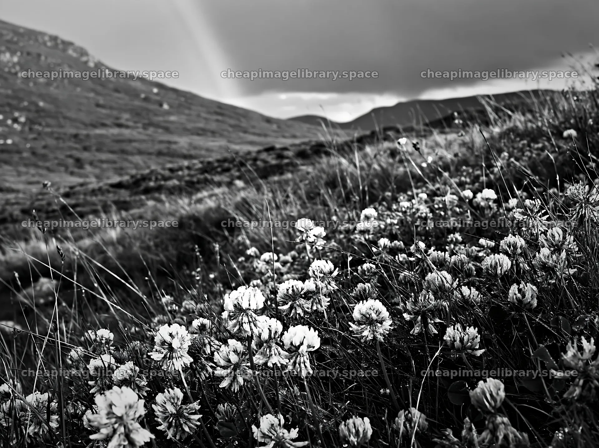 Colorful clover meadow under cloudy sky – image library 9174x6866