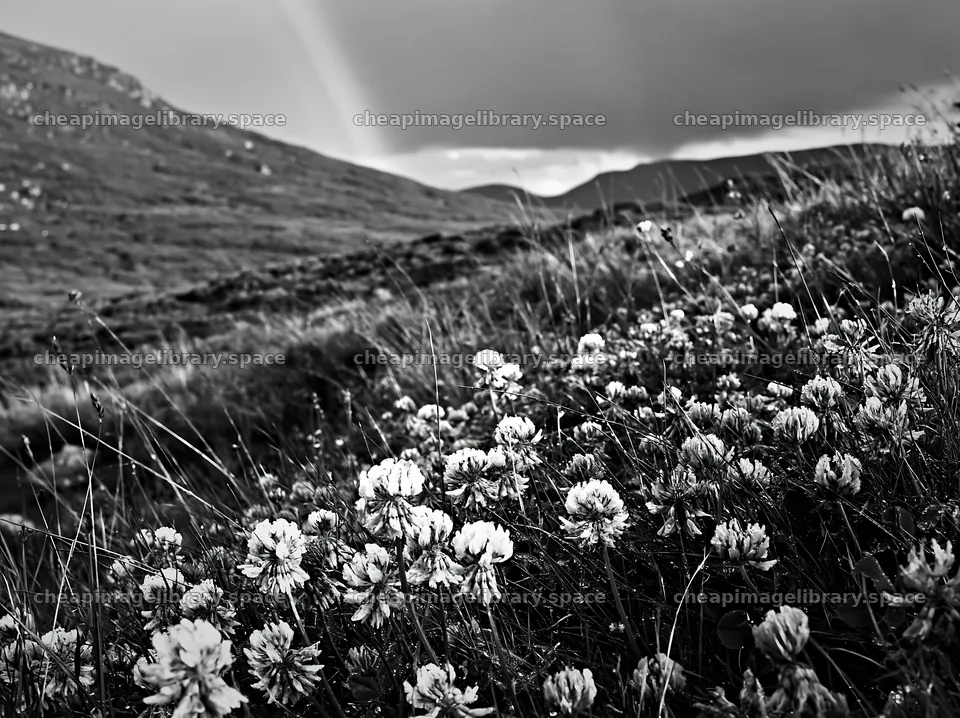 Colorful clover meadow under cloudy sky – image library 9174x6866