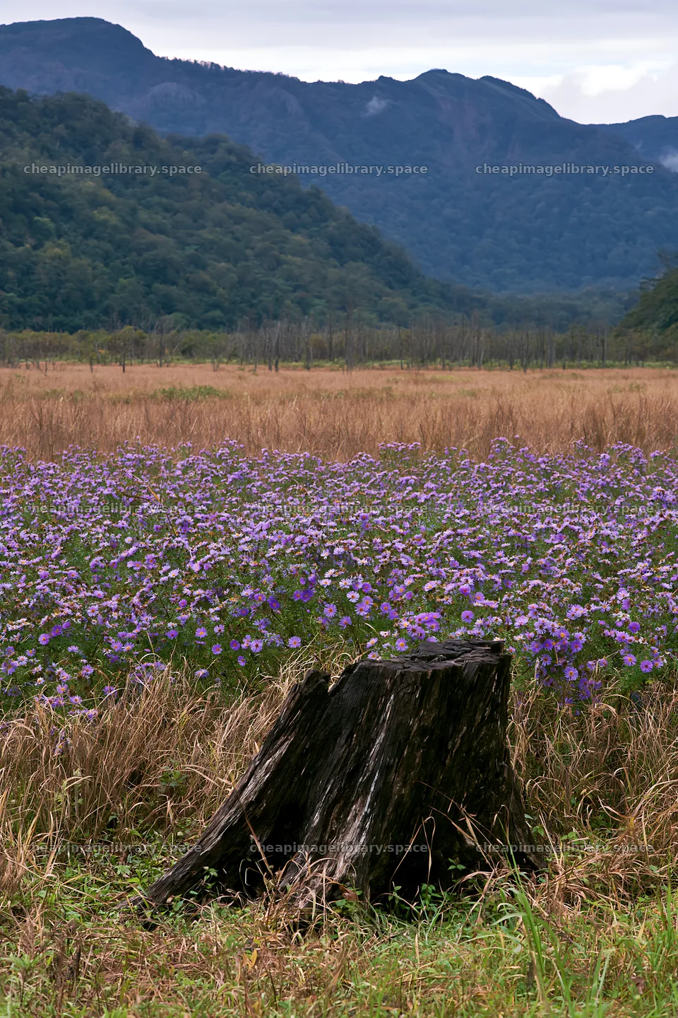 Fukushima native meadow with weathered stump – image library 6480x9722