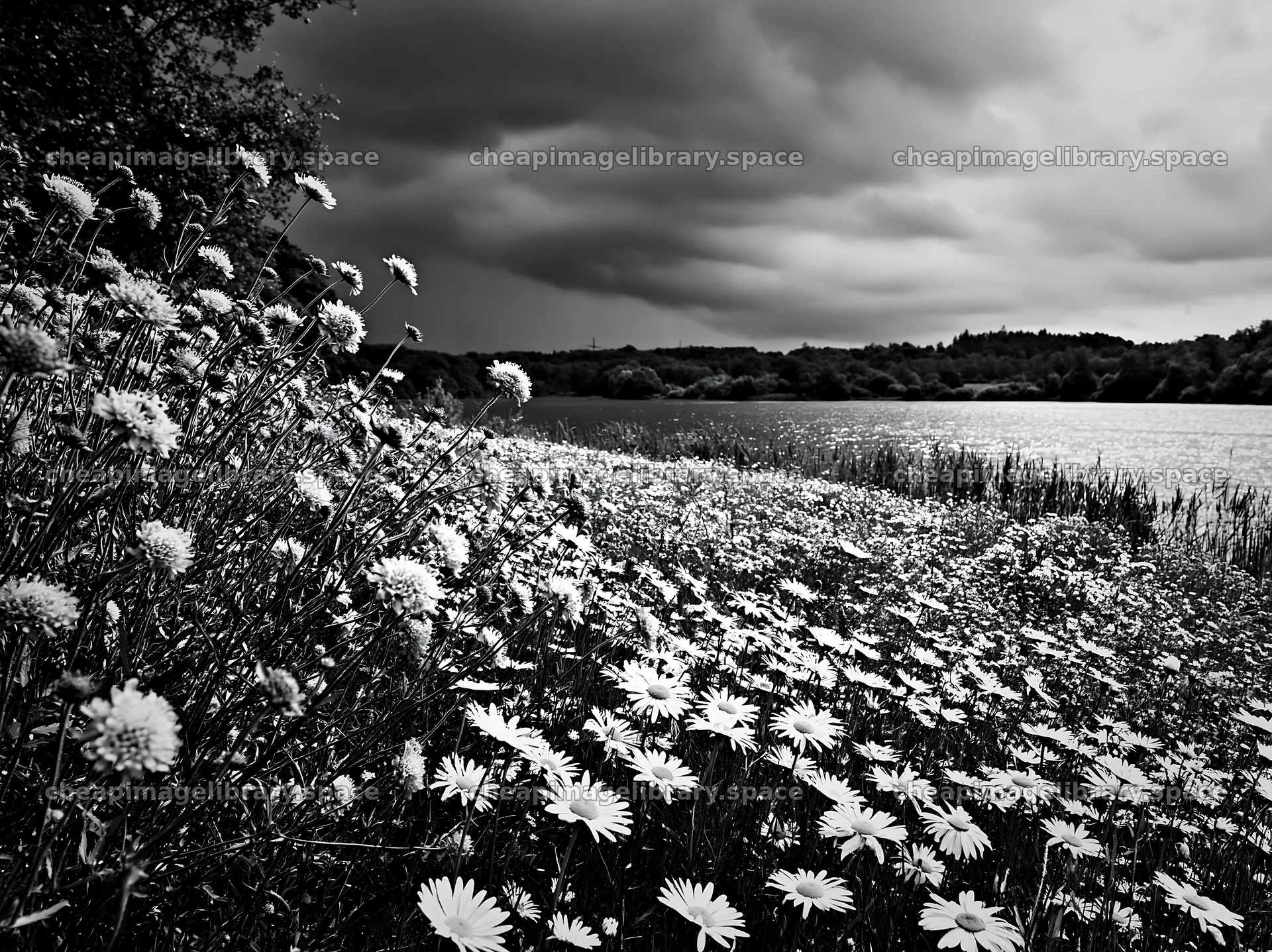 Lakeside meadow with flowers near a body of water in Germany – image library 9174x6866