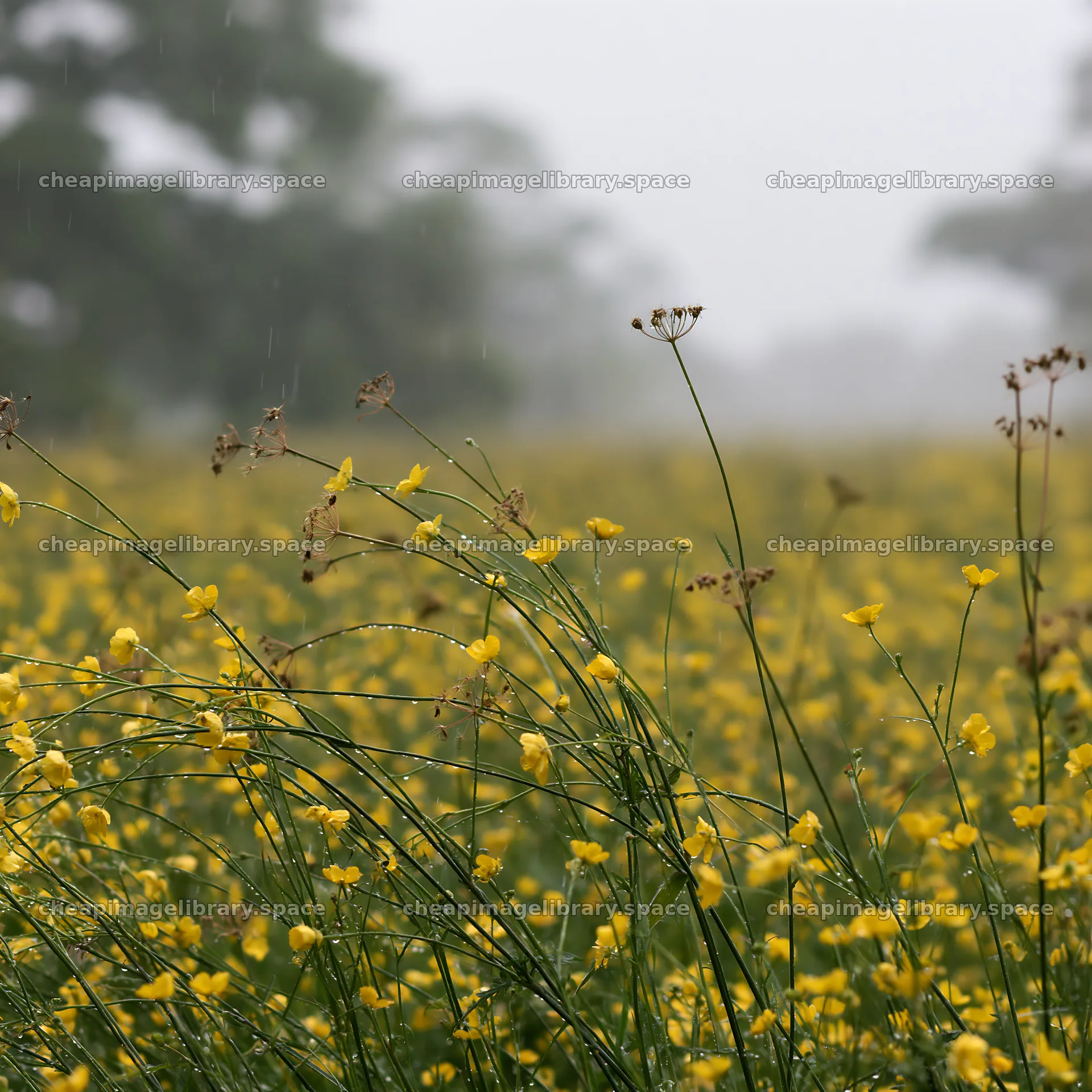 Buttercup meadow in rain during spring season – image library 7938x7938