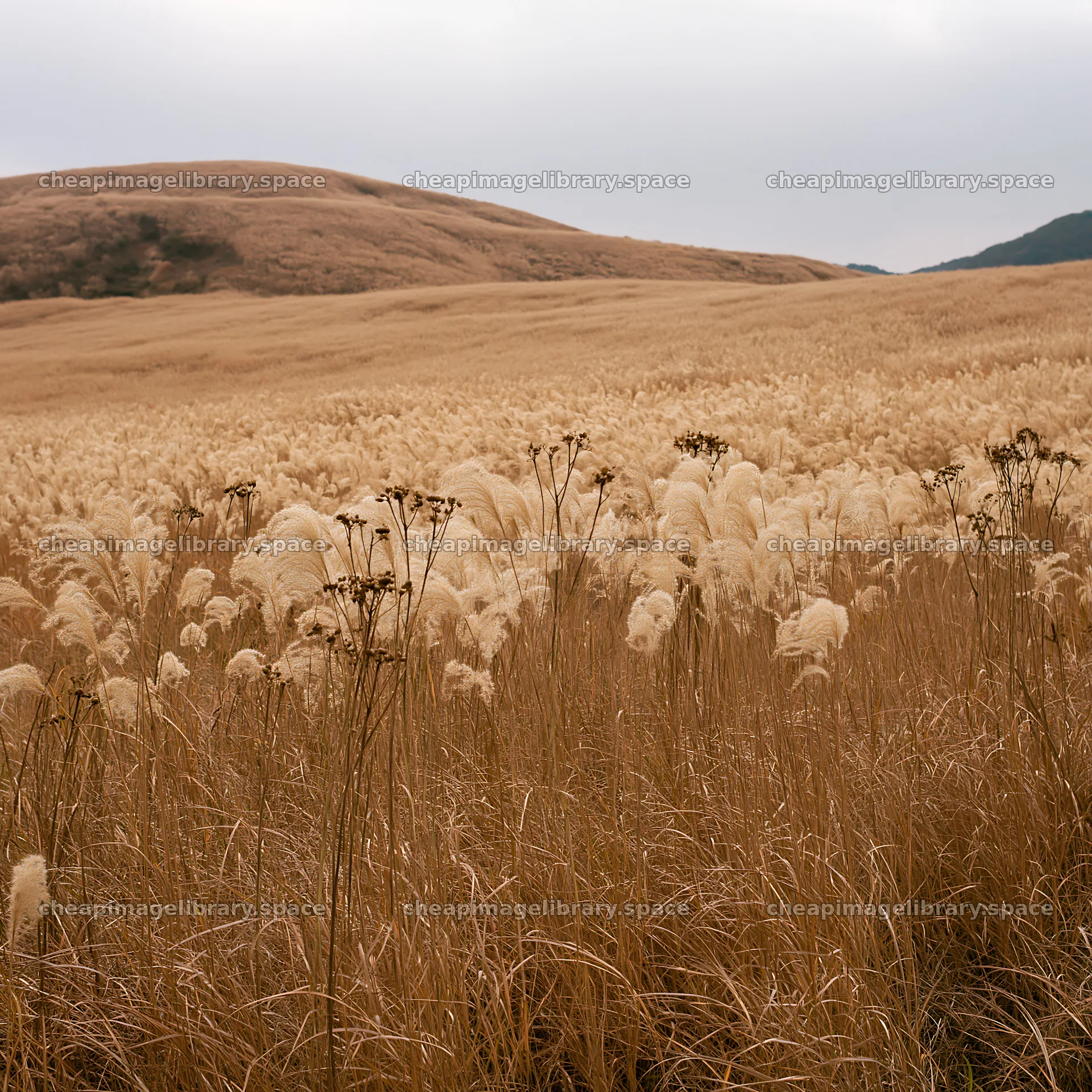 Okayama golden meadow with seedhead foreground – image library 7938x7938