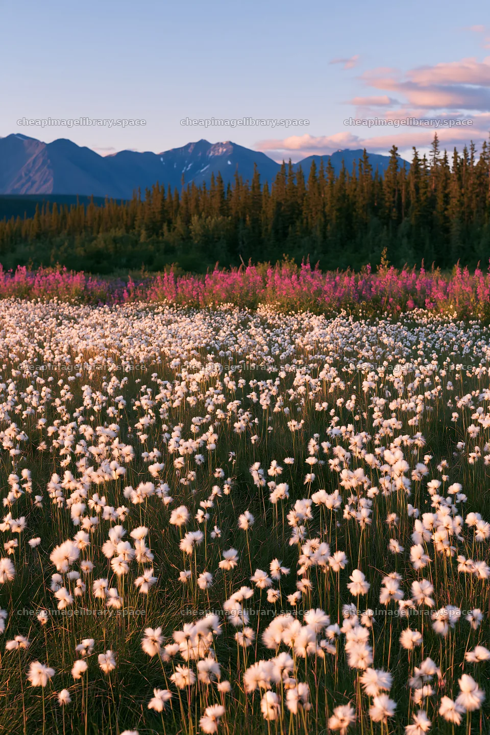 Cottongrass meadow during sunset with mountains in background – image library 6480x9722