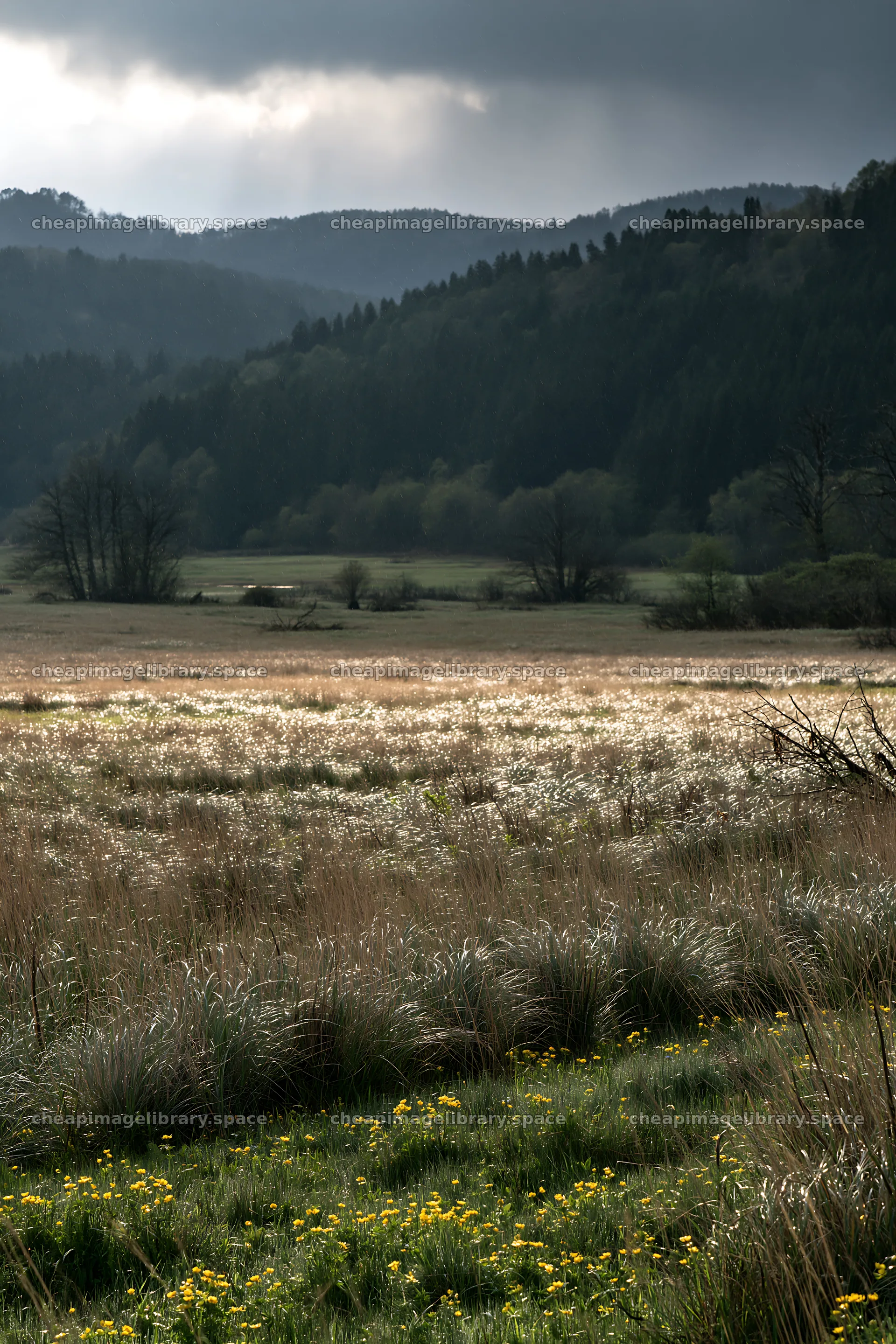 Akita snowmelt meadow with silver grasses under cloudy sky – image library 6480x9722