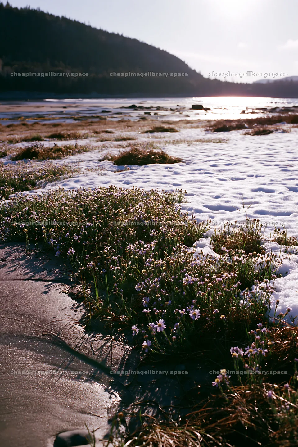 Snowy beach meadow with flowers near the water – image library 6480x9722