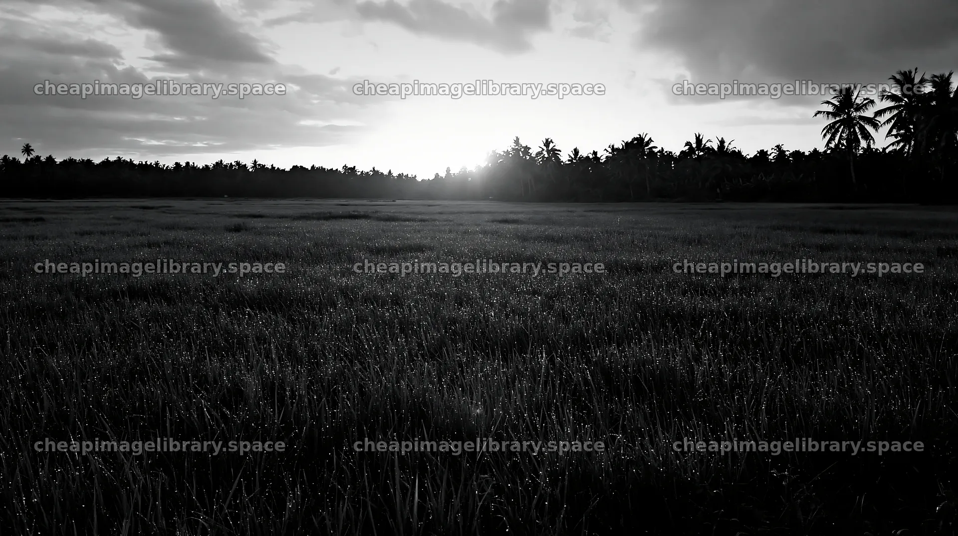 Kochi monsoon meadow rain beaded grasses at sunset – image library 10608x5938