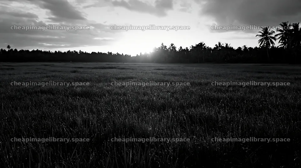 Kochi monsoon meadow rain beaded grasses at sunset – image library 10608x5938