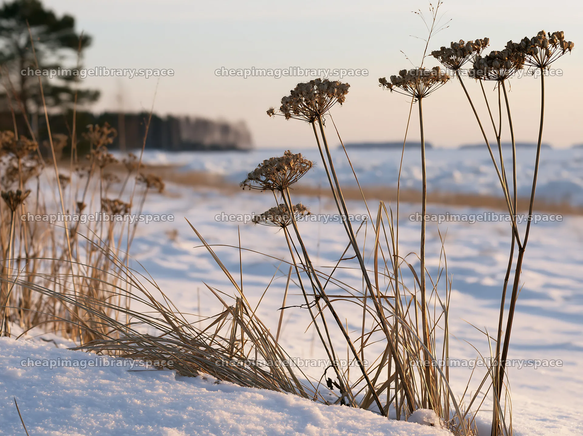 Dune meadow with snow and dry plants during winter sunset – image library 9174x6866