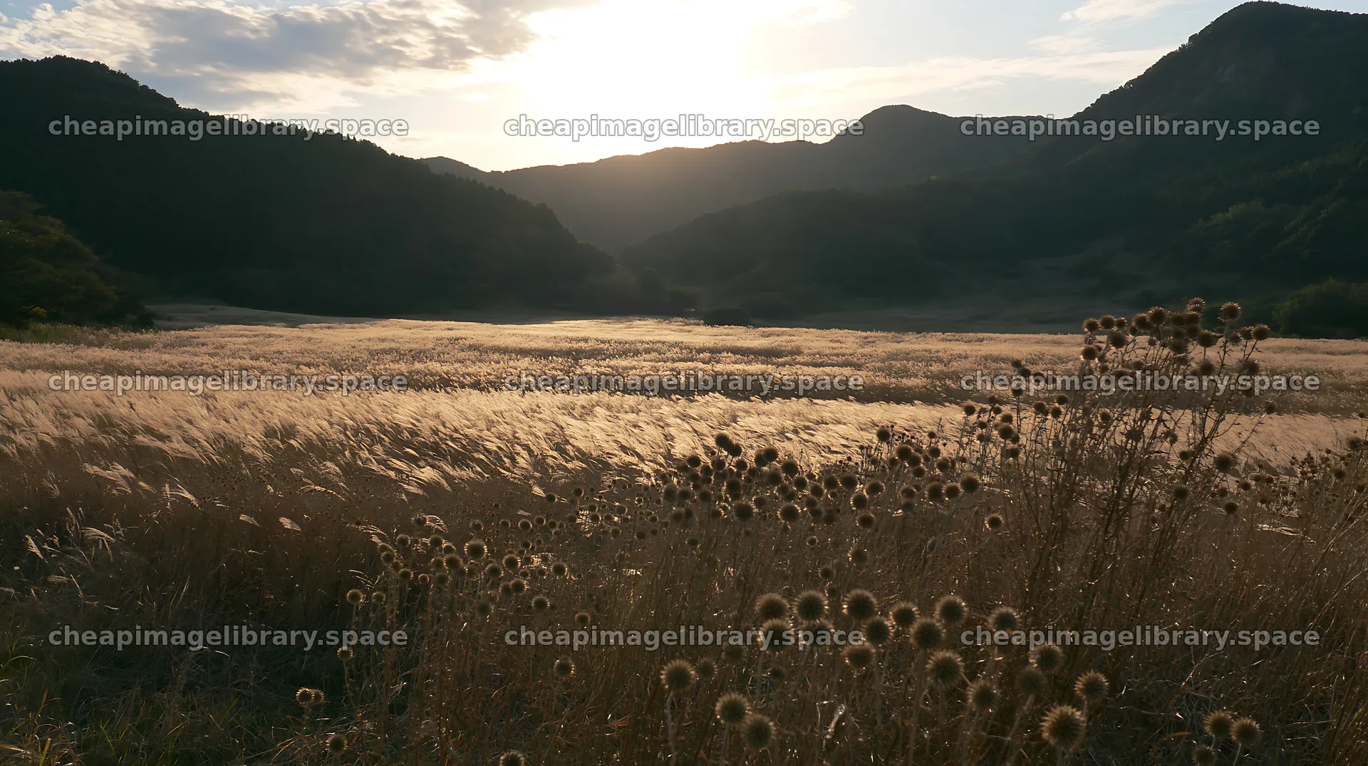 Twilight meadow in Ehime with dry seedheads and mountains – image library 10608x5938