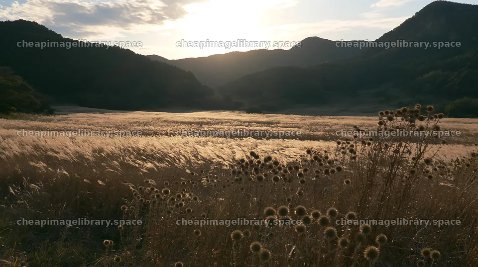 Twilight meadow in Ehime with dry seedheads and mountains – image library 10608x5938