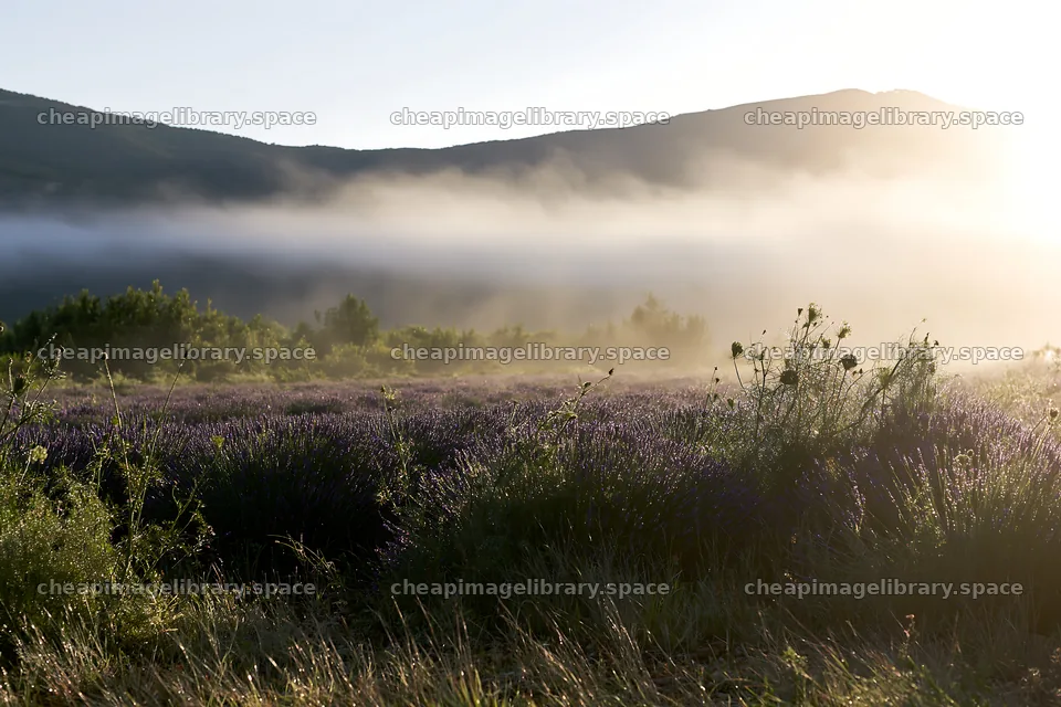 Colorful lavender meadow at sunrise with mist in the background – image library 9722x6480