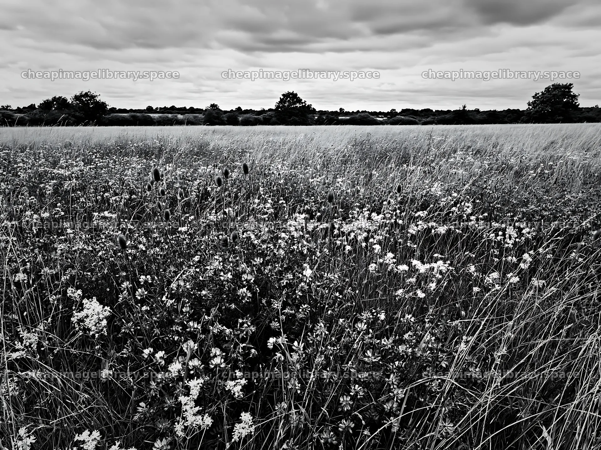 Cloudy dry flower meadow with natural landscape view – image library 9174x6866