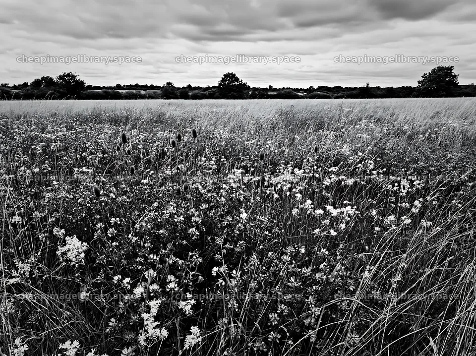 Cloudy dry flower meadow with natural landscape view – image library 9174x6866