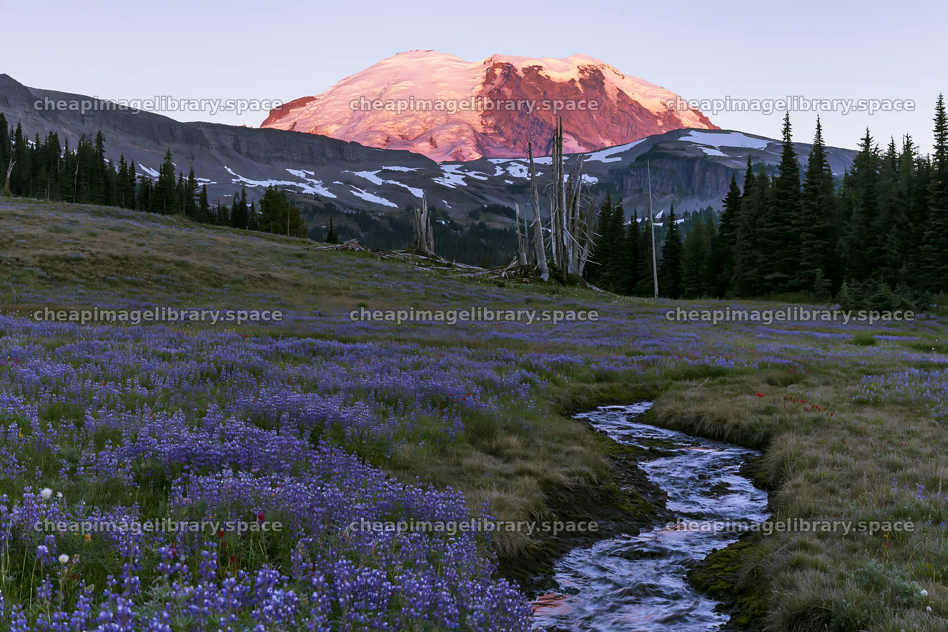 Mount Rainier wildflower meadow at sunrise with stream – image library 9722x6480