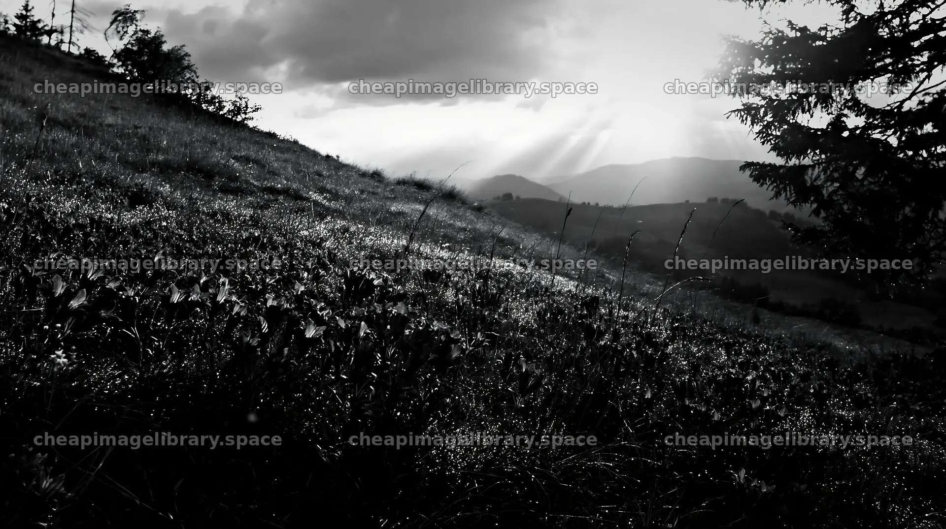 Christmas tree in meadow under rays of sunlight – image library 10608x5938