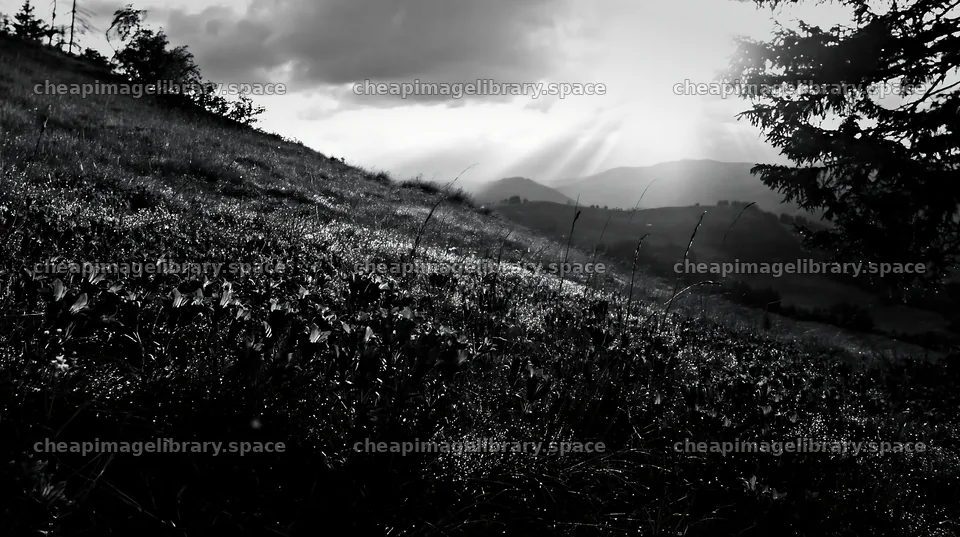 Christmas tree in meadow under rays of sunlight – image library 10608x5938