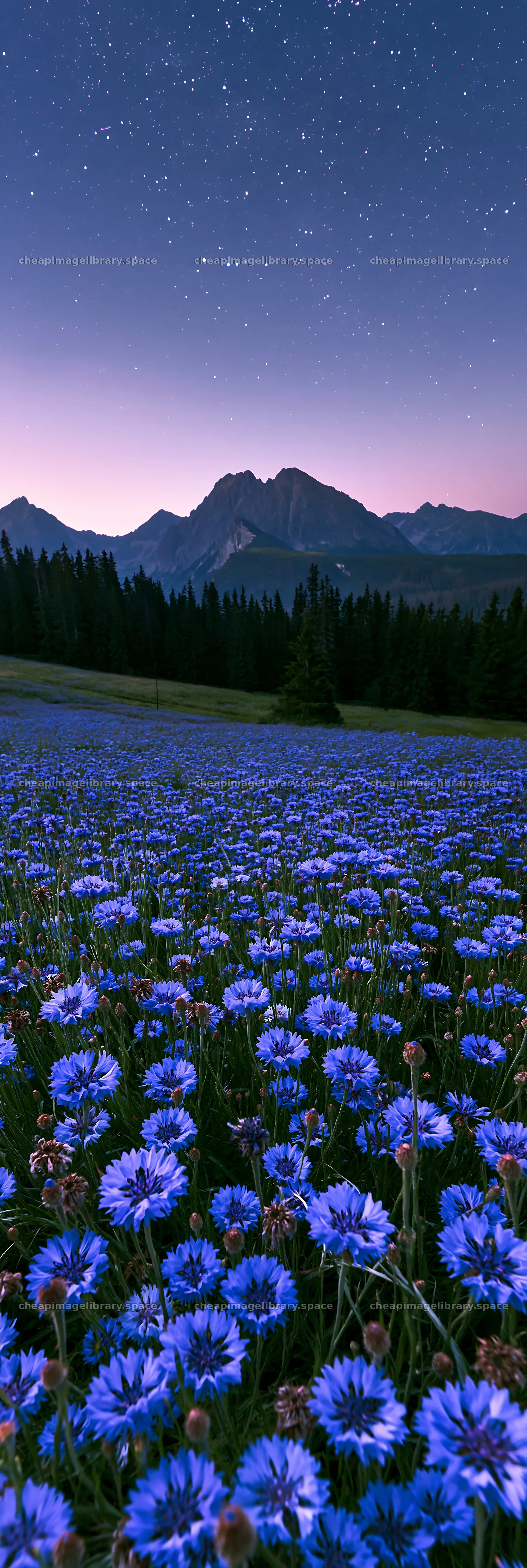 Cornflower meadow with mountains at dusk – image library 4602x13690
