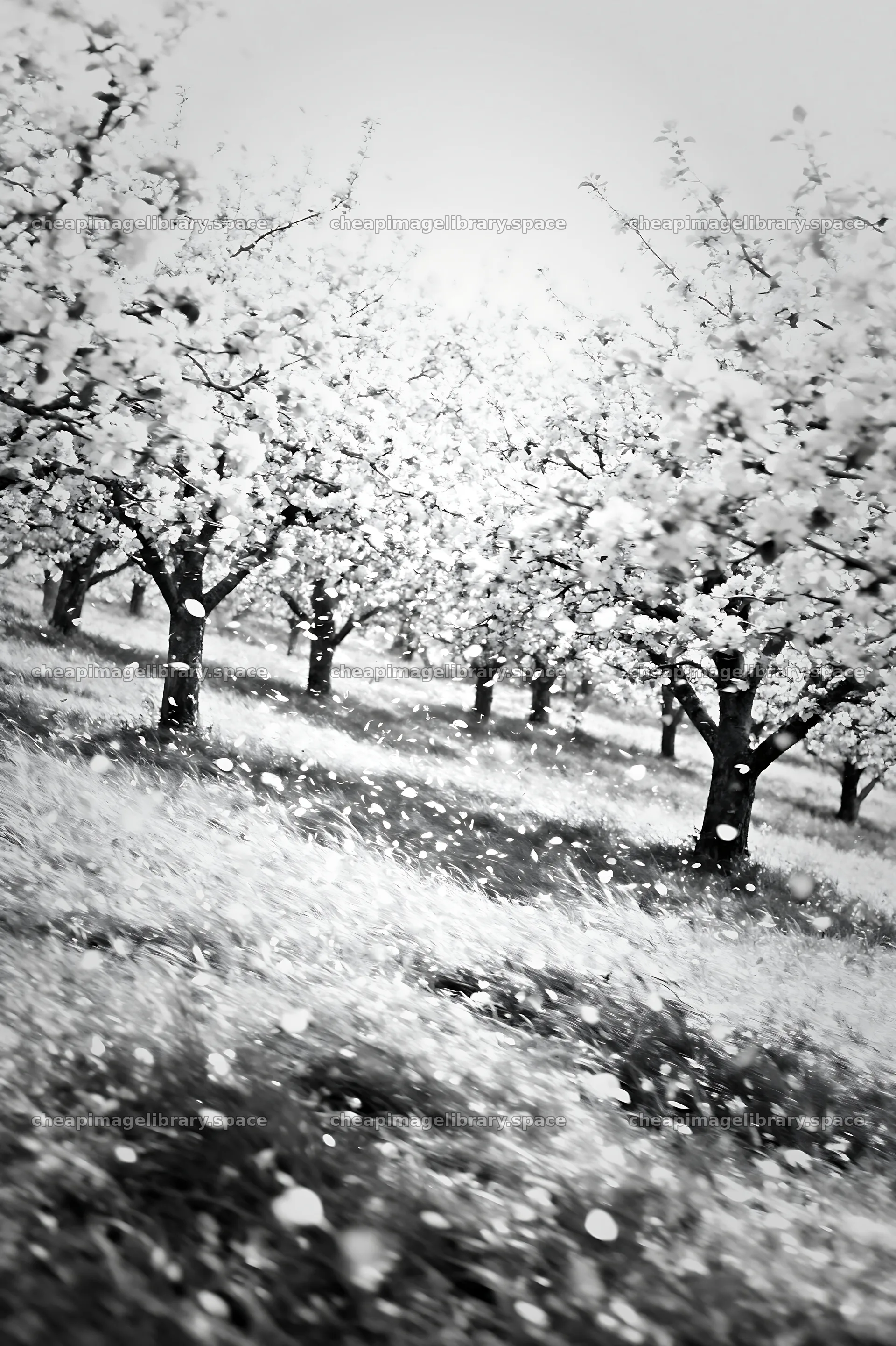 Hillside apple meadow with flowering trees and falling petals – image library 6480x9722