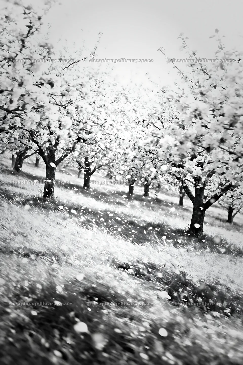 Hillside apple meadow with flowering trees and falling petals – image library 6480x9722