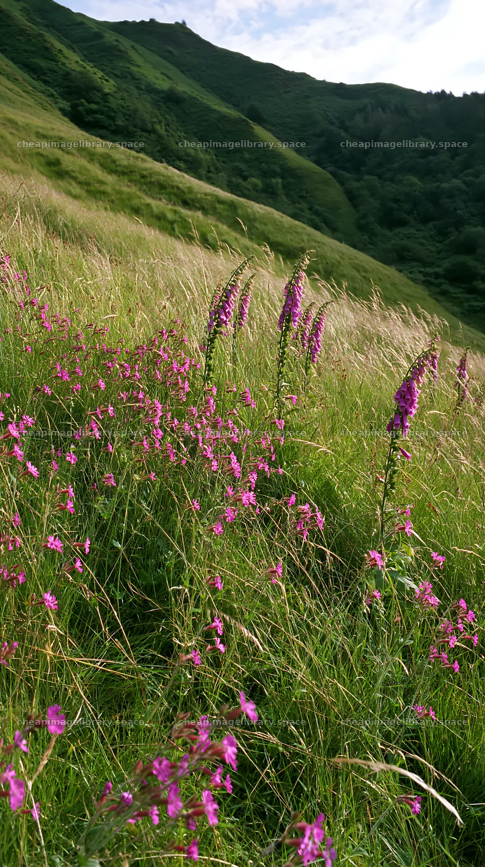 Meadow filled with campion flowers in natural setting – image library 5938x10608