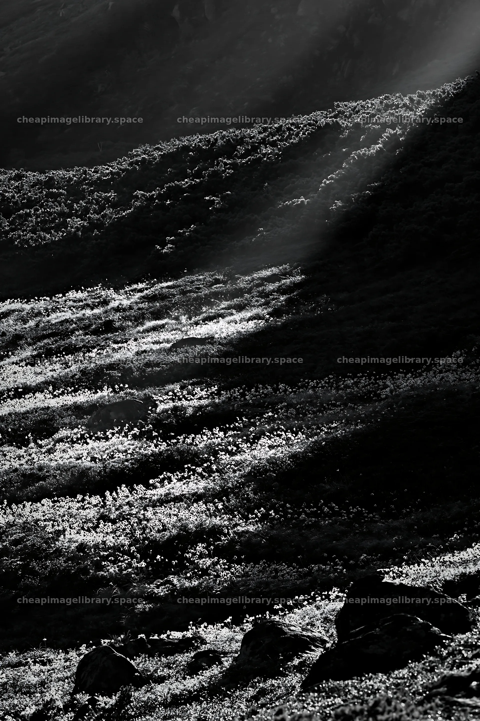 Light rays in Daisetsuzan alpine meadow show natural patterns – image library 6480x9722