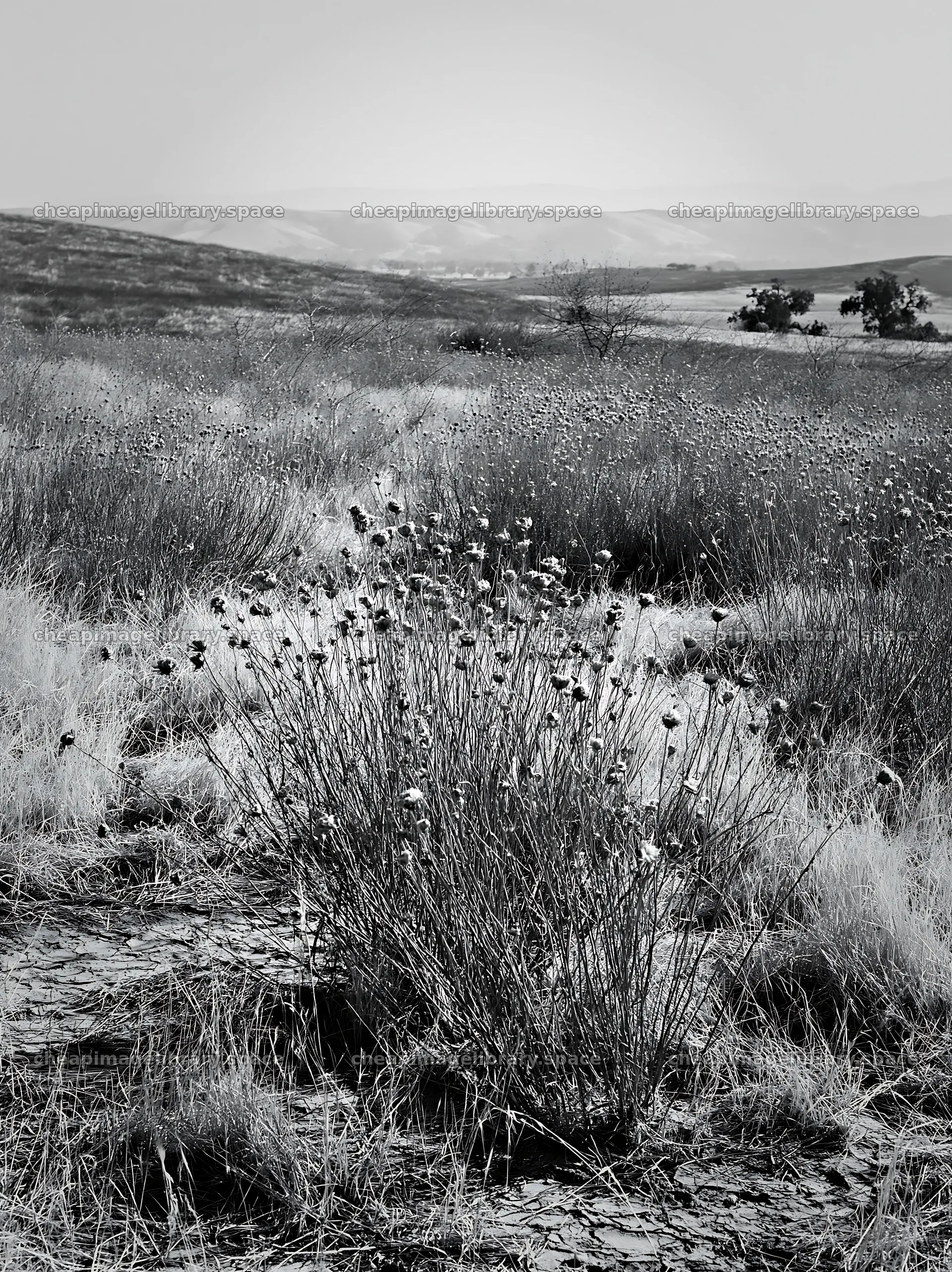Drought-tolerant meadow filled with dry grass and flowers – image library 6866x9174