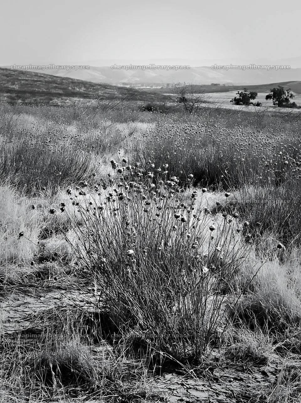Drought-tolerant meadow filled with dry grass and flowers – image library 6866x9174