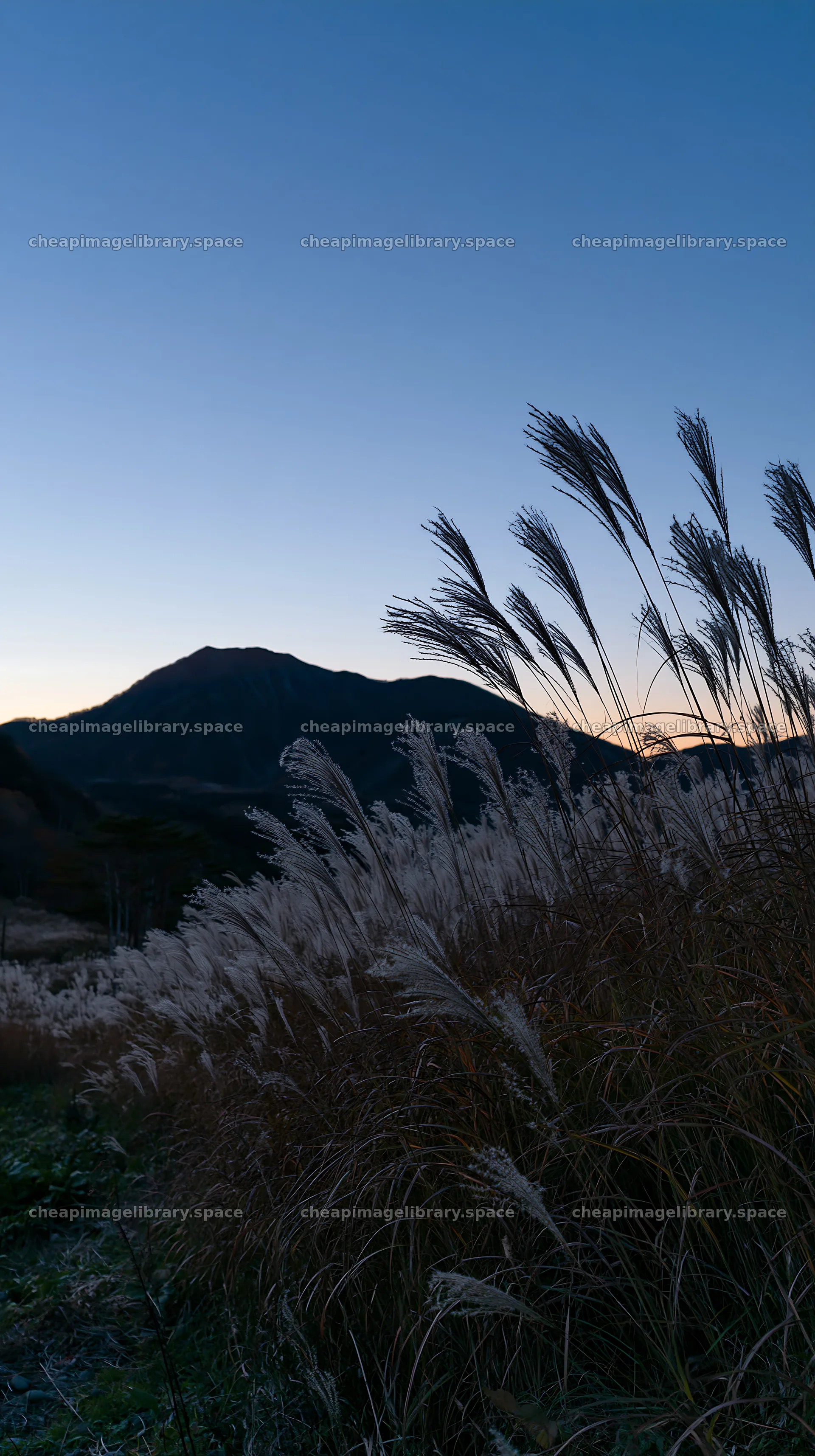 Hokkaido silver grass meadow in twilight – image library 5938x10608